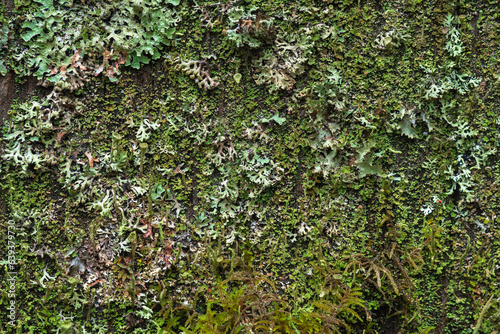 Fototapeta Naklejka Na Ścianę i Meble -  background, texture - surface covered with lichens and moss
