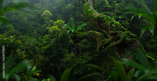 Fototapeta Naklejka Na Ścianę i Meble -  Tropical rainforest in Central America