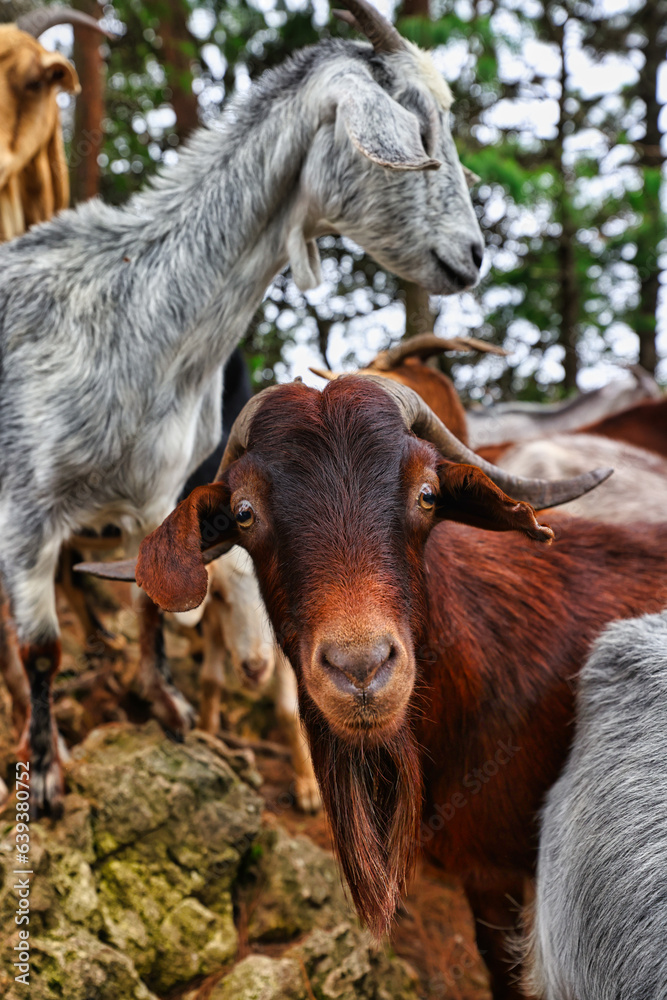 Wild goats in the forest 