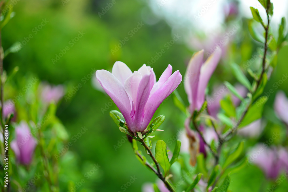 Flower Magnolia flowering against a background of flowers Flower Magnolia flowering against a background of flowers