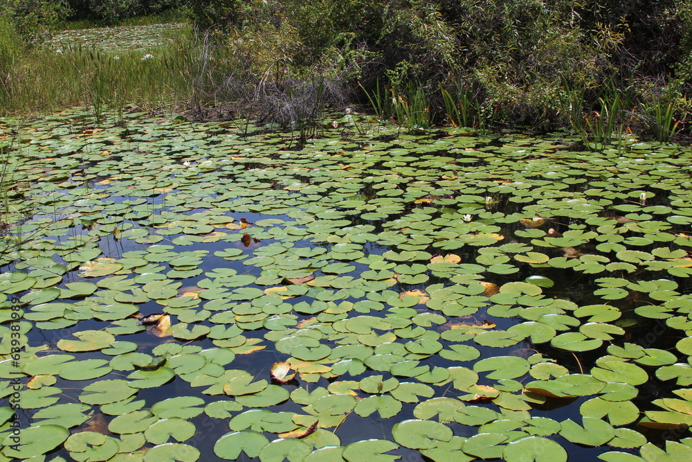 lily pads in the lake lily pads in the lake