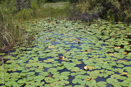 lily pads in the lake