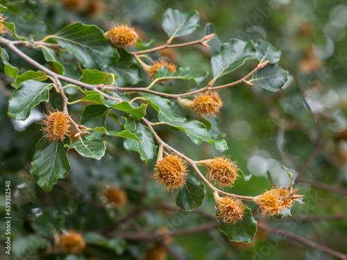 An einem kleinen Ast der Rotbuche ( Fagus sylvatica) reifen Bucheckern. photo