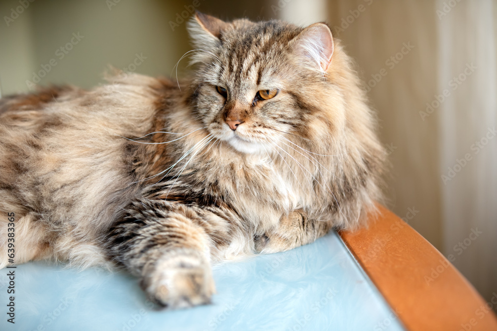 Siberian Cat Portrait With Yellow Eyes Is Lying On The Table Near Window. Selective Focus.