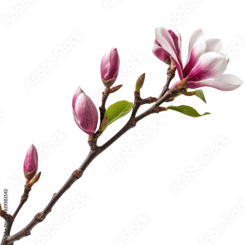 Illustration of beautiful blooming magnolia branch with pink flowers. Floral decorative element on transparent background. PNG clip art element.