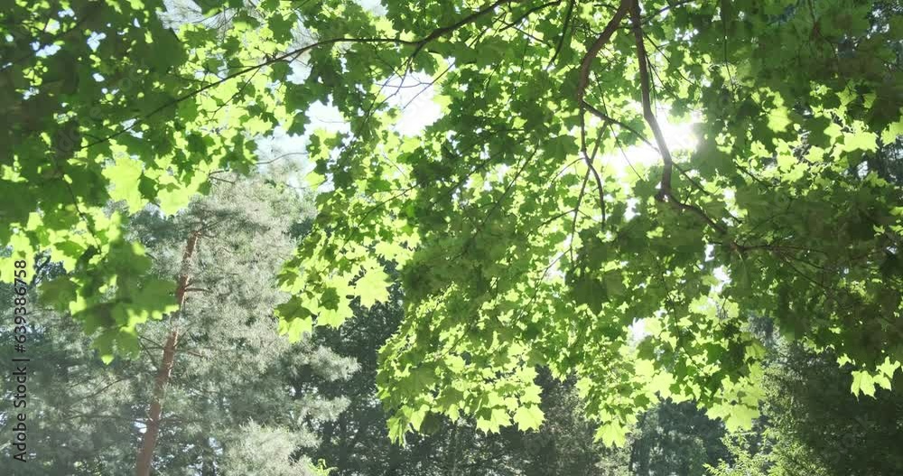 Green tree leaves in summer sunlight. Bright green maple foliage sway in blow wind in spring forest. Natural background. Sun light shine through trees leaves. Beautiful sunny garden in fresh morning