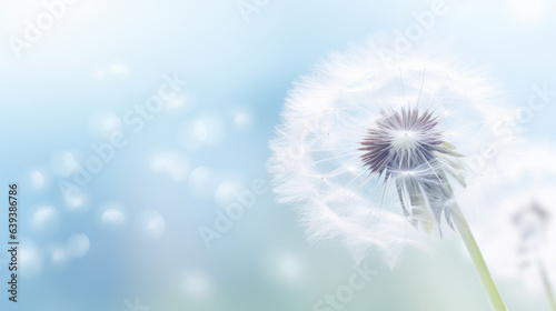 A dandelion dispersing its seeds with a