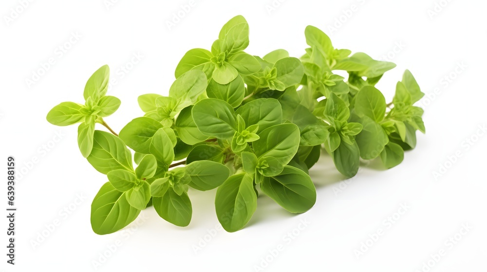 Oregano on white background Oregano on white background