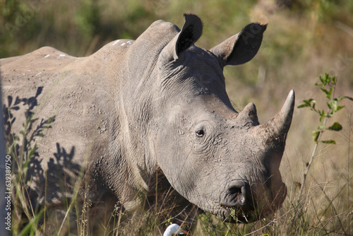 Breitmaulnashorn / Square-lipped rhinoceros / Ceratotherium simum © Ludwig