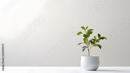 small and simple plant on a table, white background