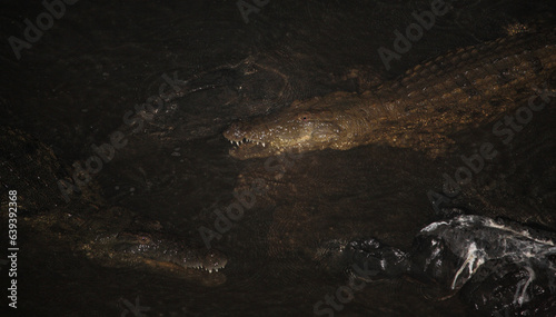 Nilkrokodil bei Nacht / Nile crocodile at night / Crocodylus niloticus. photo