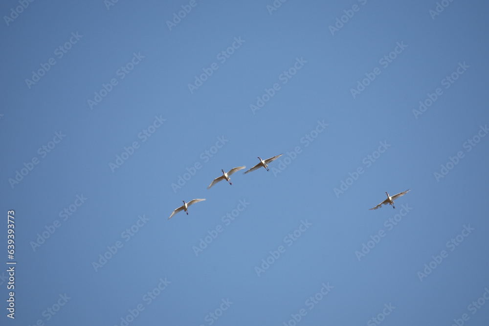 Afrikanischer Löffler oder Rotgesichtlöffler / African spoonbill / Platalea alba. Afrikanischer Löffler oder Rotgesichtlöffler / African spoonbill / Platalea alba.