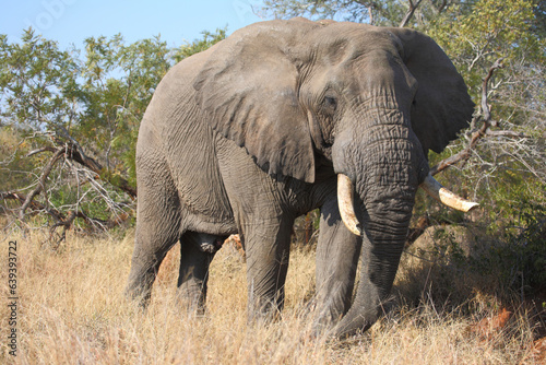 Afrikanischer Elefant   African elephant   Loxodonta africana