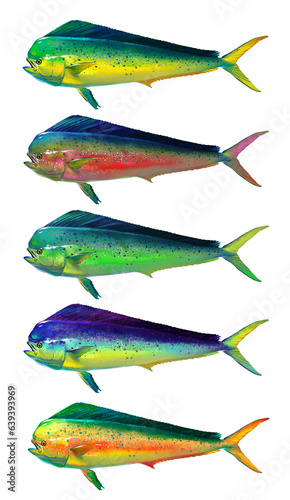 Big set of fish. Mahi mahi or dolphin fish isolated on white. Realistic illustration of mahi mahi or dolphin fish isolated on white background. Side view.