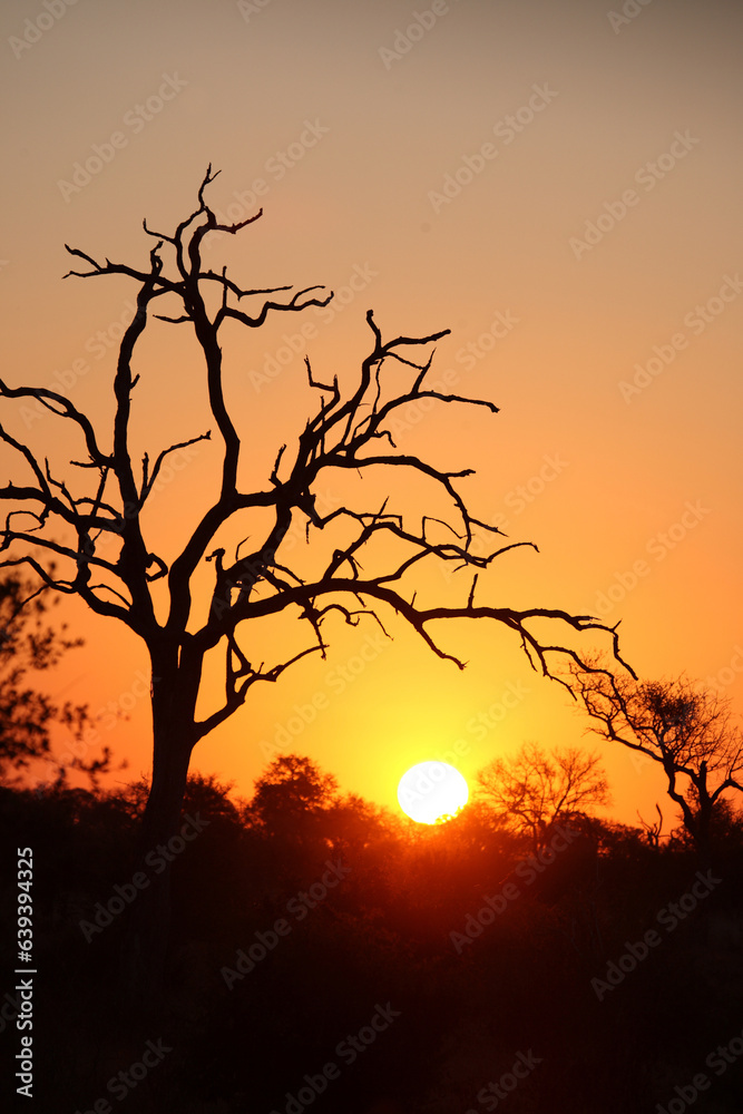 Sonnenuntergang - Krüger Park Südafrika / Sundown - Kruger Park South Africa / Sonnenuntergang - Krüger Park Südafrika / Sundown - Kruger Park South Africa /