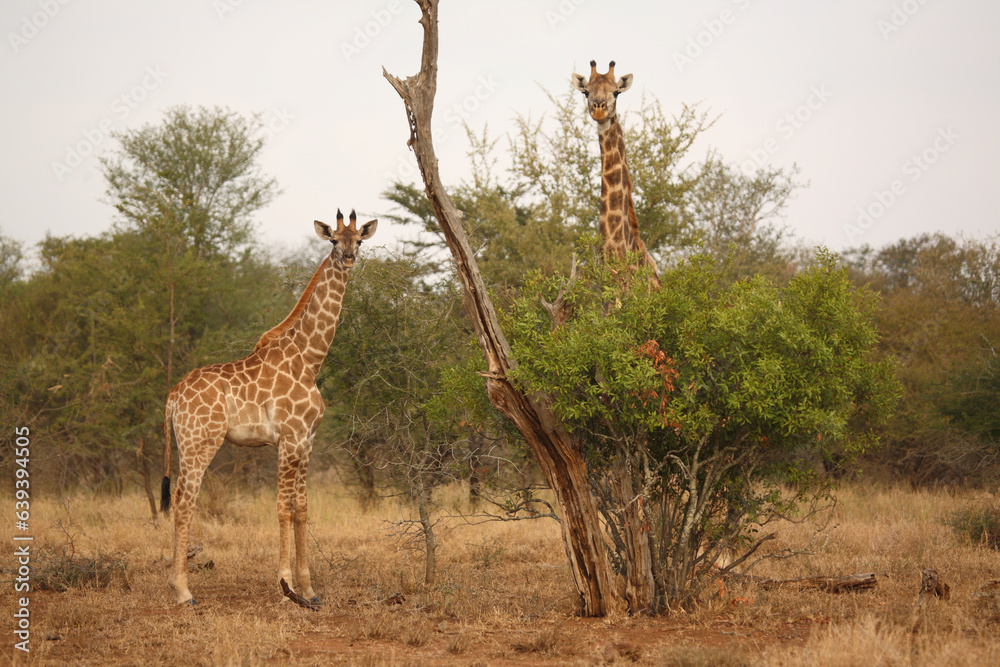Giraffe / Giraffe / Giraffa camelopardalis Giraffe / Giraffe / Giraffa camelopardalis