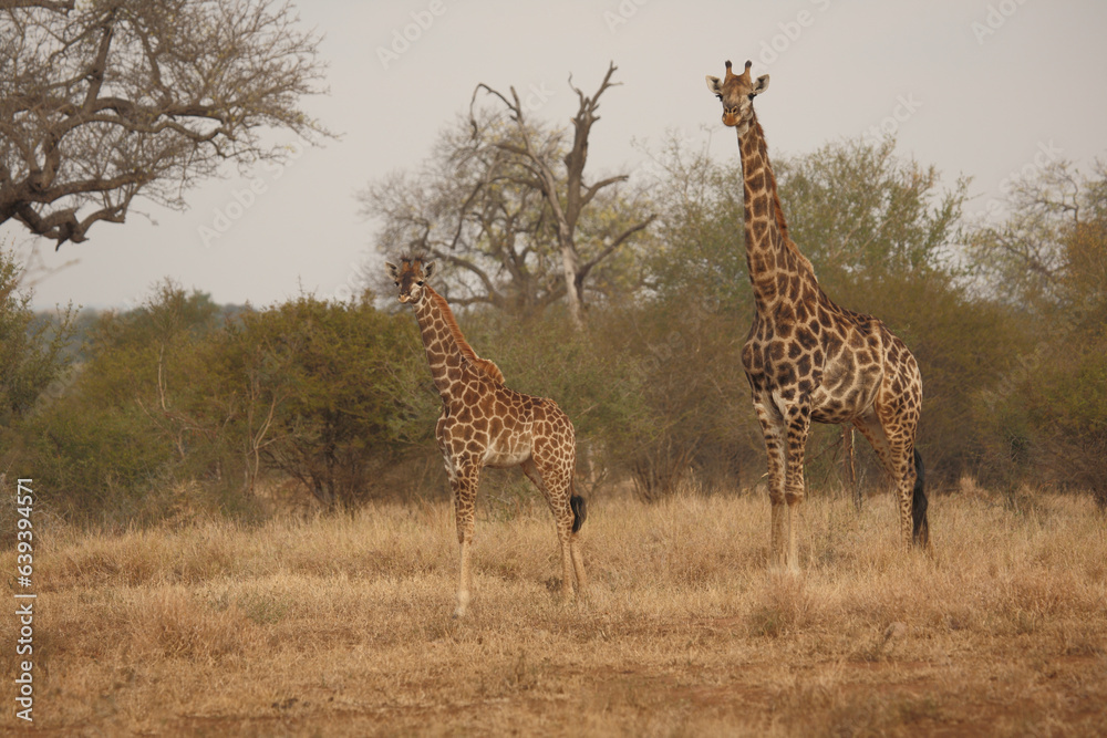 Obraz premium Giraffe / Giraffe / Giraffa camelopardalis