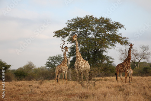 Giraffe   Giraffe   Giraffa camelopardalis