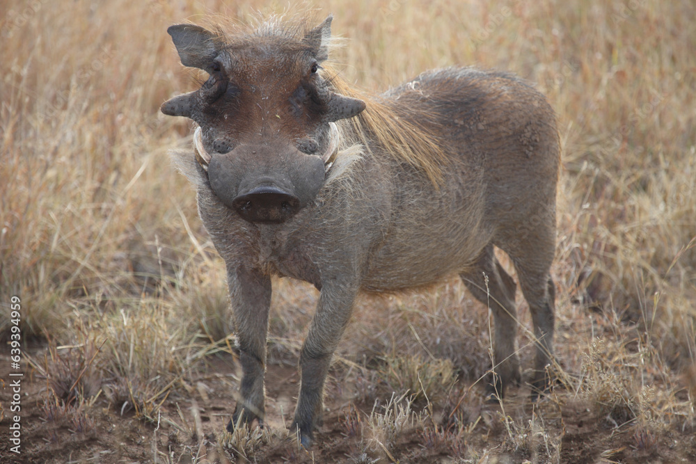 Warzenschwein / Warthog / Phacochoerus africanus Warzenschwein / Warthog / Phacochoerus africanus