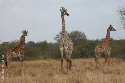 Giraffe   Giraffe   Giraffa camelopardalis