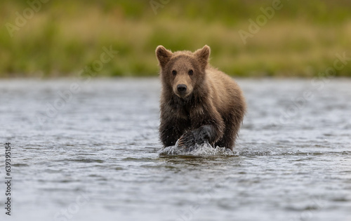 Brown Bear Cub in Katmai  Alaska