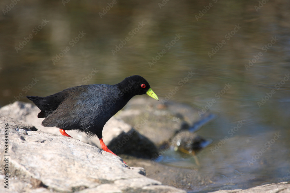 Negerralle / Black crake / Amaurornis flavirostra Negerralle / Black crake / Amaurornis flavirostra
