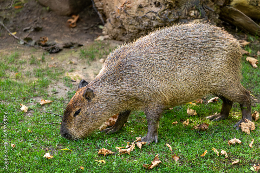 Full body of lesser capybara Hydrochoerus isthmius Full body of lesser capybara Hydrochoerus isthmius