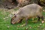 Full body of lesser capybara Hydrochoerus isthmius