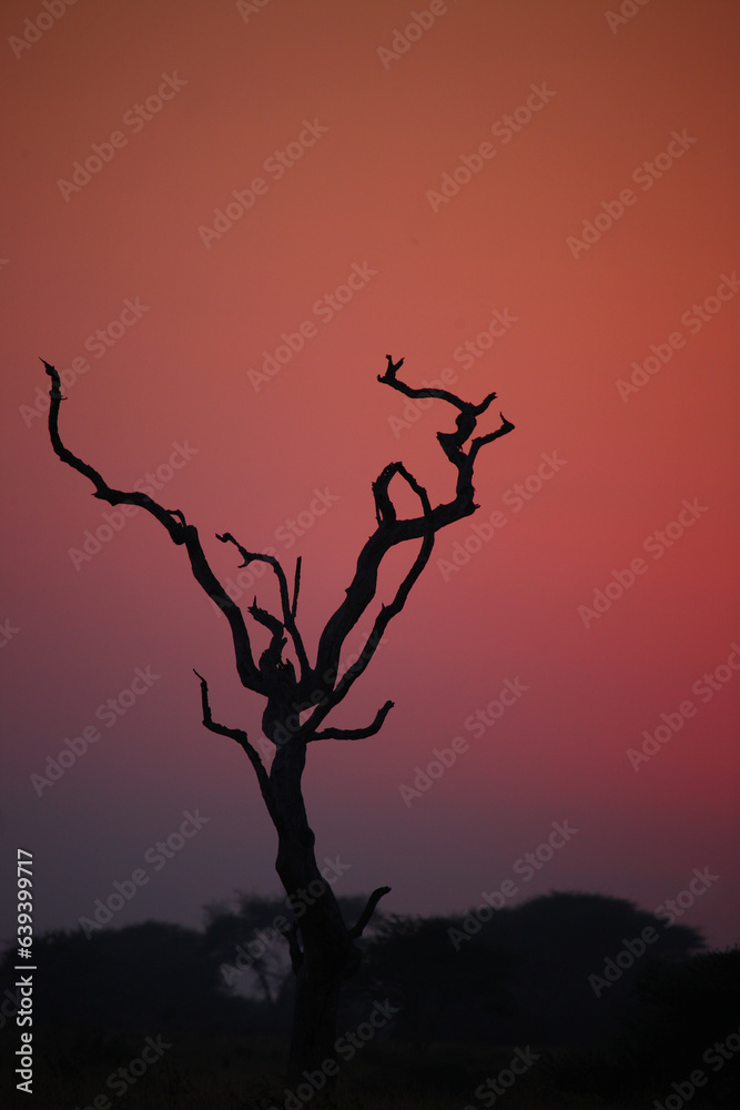 Sonnenaufgang - Krüger Park - Südafrika / Sunrise - Kruger Park - South Africa / Sonnenaufgang - Krüger Park - Südafrika / Sunrise - Kruger Park - South Africa /
