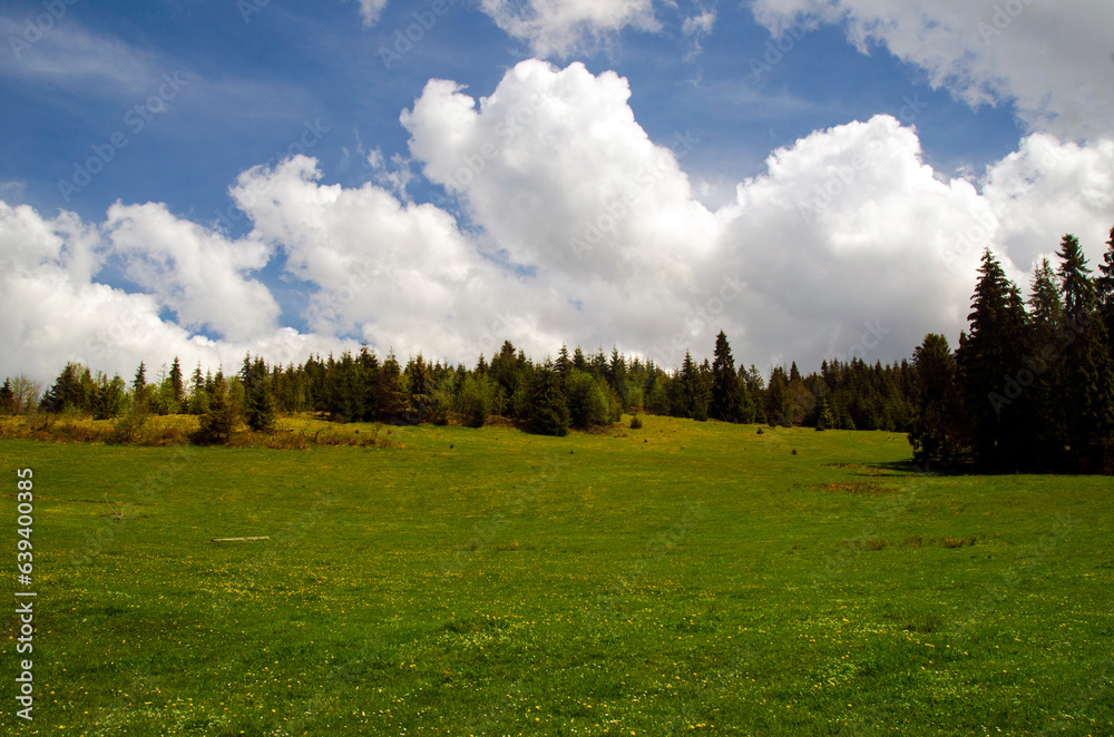 Fresh green grass background. Natural background wallpaper Fresh green grass background. Natural background wallpaper