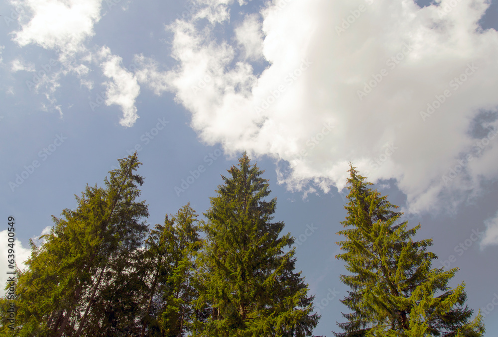 High forest trees go into the skies