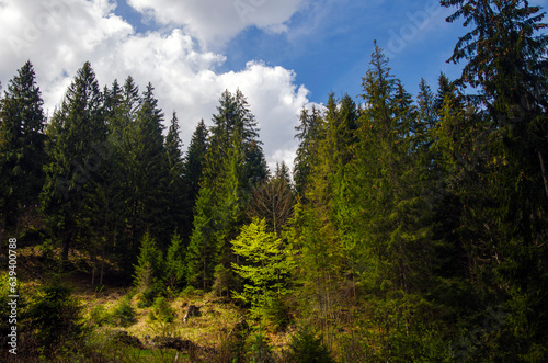 Green mountain forest in the light of summer sun © Studio-M