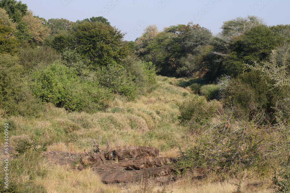 Afrikanischer Busch - Krügerpark - N`wanetsi River / African Bush - Kruger Park - N`wanetsi River / Afrikanischer Busch - Krügerpark - N`wanetsi River / African Bush - Kruger Park - N`wanetsi River /