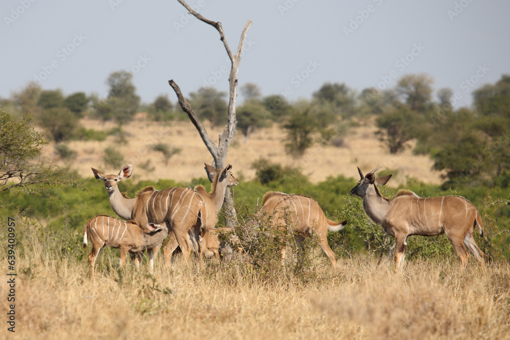 Naklejka premium Großer Kudu / Greater kudu / Tragelaphus strepsiceros.