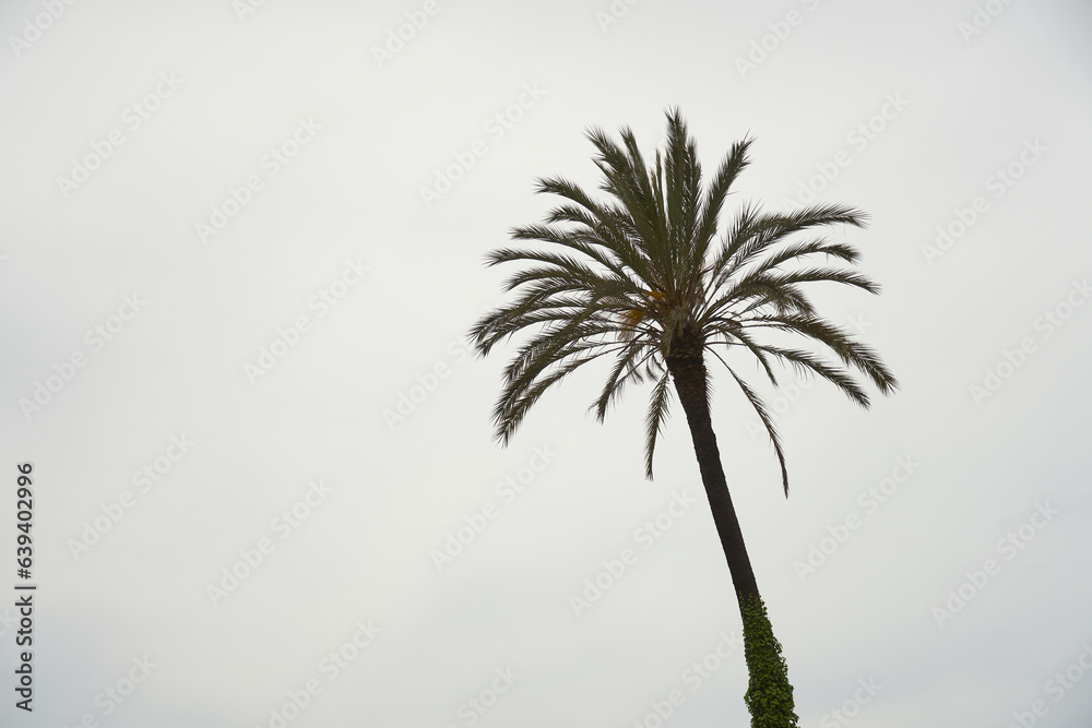 Obraz premium The silhouette of a palm tree against a gray overcast sky.