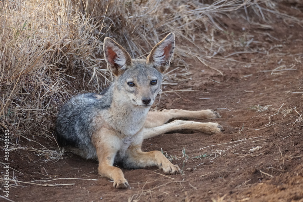 Jackal laying down in Lewa Conservancy Jackal laying down in Lewa Conservancy