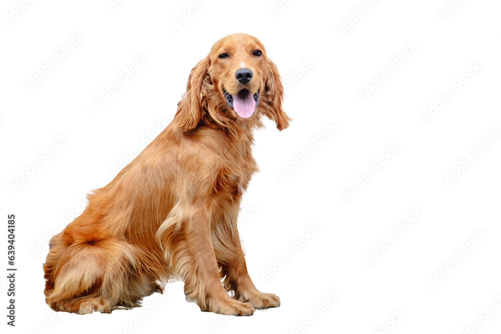 Portrait of a sitting brown english cocker spaniel looking at camera. A beautiful brown haired dog. Pet on a walk. Walking outdoors. Young purebred animal. Open mouth with pink tongue. On a leash