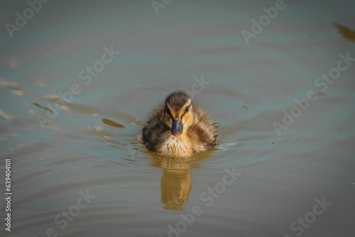 Baby Mallard duck in early spring morning in Ramat Gan park. Israel.