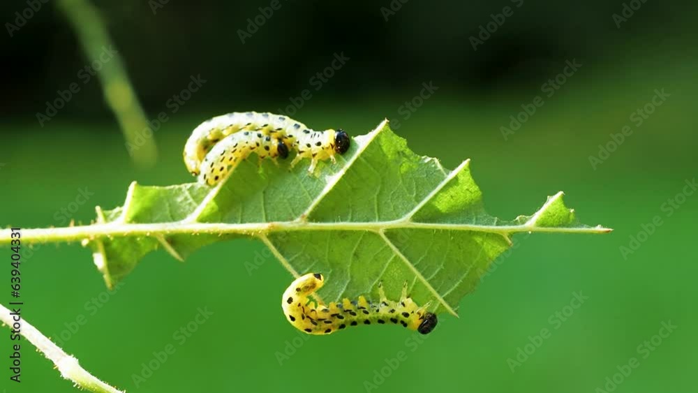 Many fat caterpillars devour one hazel leaf. Caterpillars are yellow with a black head and black spots. Macro shot of apple moth caterpillars, apple ermine. Shallow depth of field Many fat caterpillars devour one hazel leaf. Caterpillars are yellow with a black head and black spots. Macro shot of apple moth caterpillars, apple ermine. Shallow depth of field
