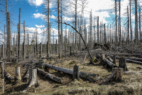 Waldsterben, Borkenkäfer, Klimawandel