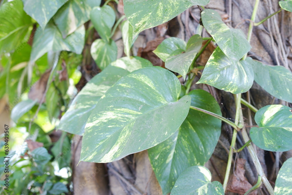 green leaf on tree with nature background, nature and environment concept. green leaf on tree with nature background, nature and environment concept.