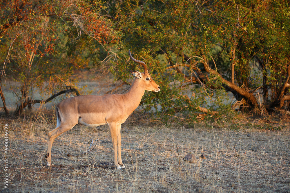 Schwarzfersenantilope / Impala / Aepyceros melampus Schwarzfersenantilope / Impala / Aepyceros melampus