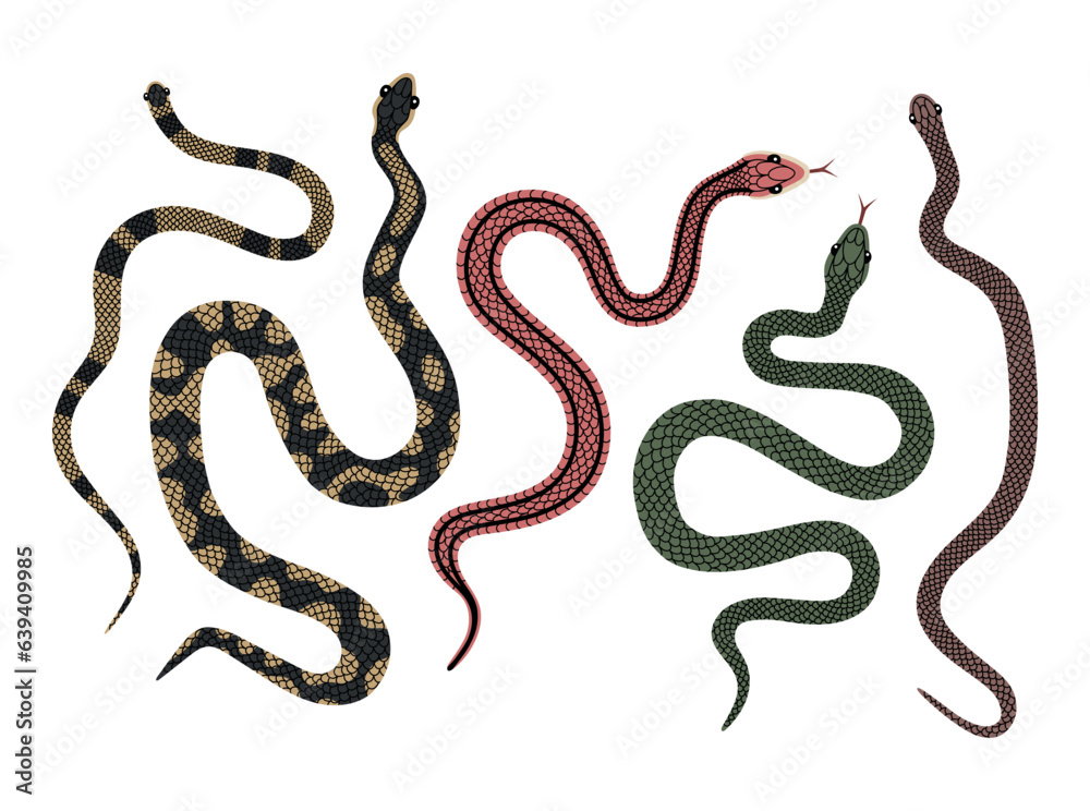 Fototapeta premium Vector hand-drawn color Snake collection big set. Tot view illustration of snakes isolated on a white background