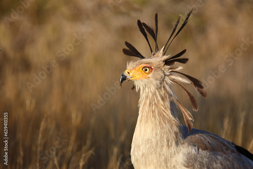 Sekretär / Secretarybird / Sagittarius serpentarius photo