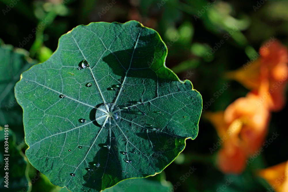 nasturtium leaf with water drops nasturtium leaf with water drops