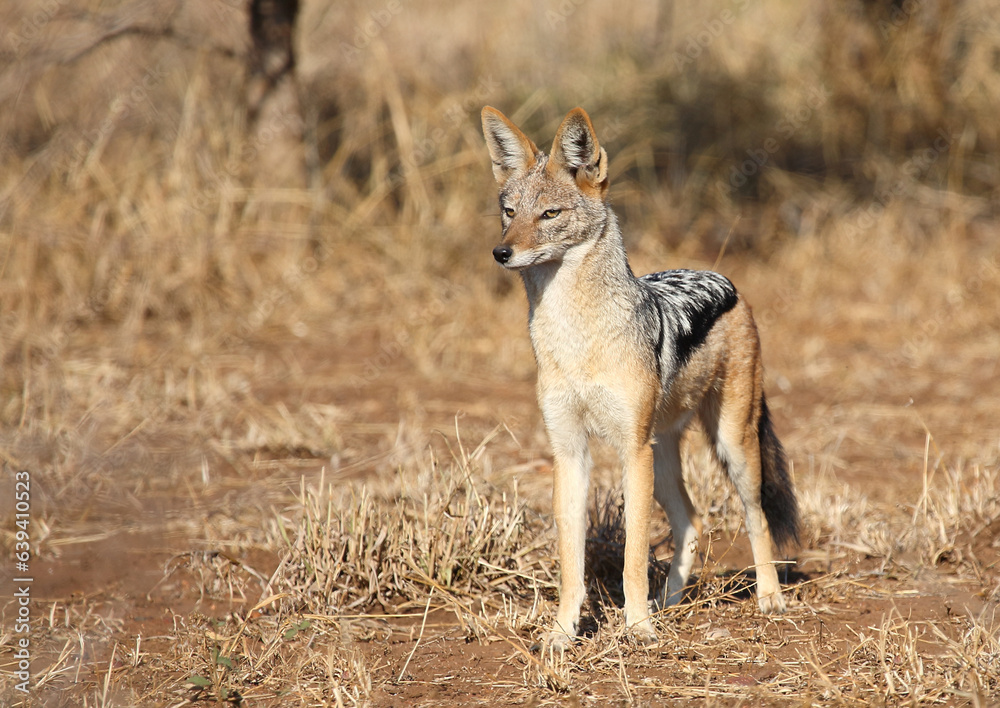 Schabrackenschakal / Black-backed jackal / Canis mesomelas Schabrackenschakal / Black-backed jackal / Canis mesomelas