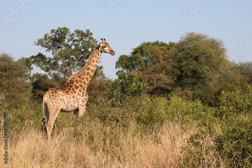 Canvas Print Giraffe / Giraffe / Giraffa camelopardalis