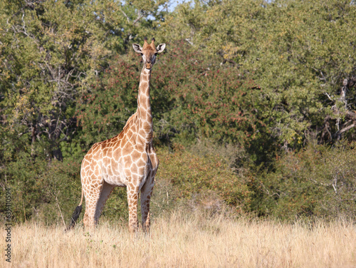 Canvas Print Giraffe / Giraffe / Giraffa camelopardalis