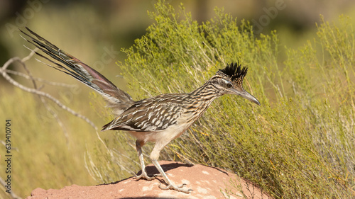A Greater Roadrunner stands on top of a sandstone rock with snakeweed behind it while it looks for lizards or other prey to catch.