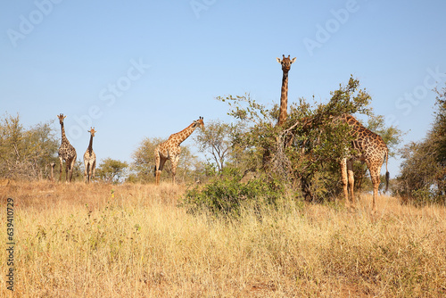 Photography Giraffe / Giraffe / Giraffa camelopardalis
